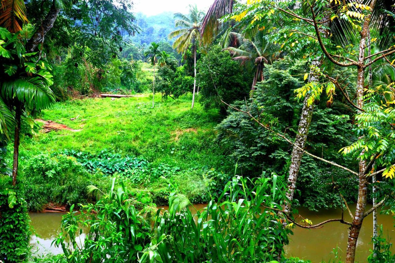 Rainforest River Bay Deniyaya Bagian luar foto